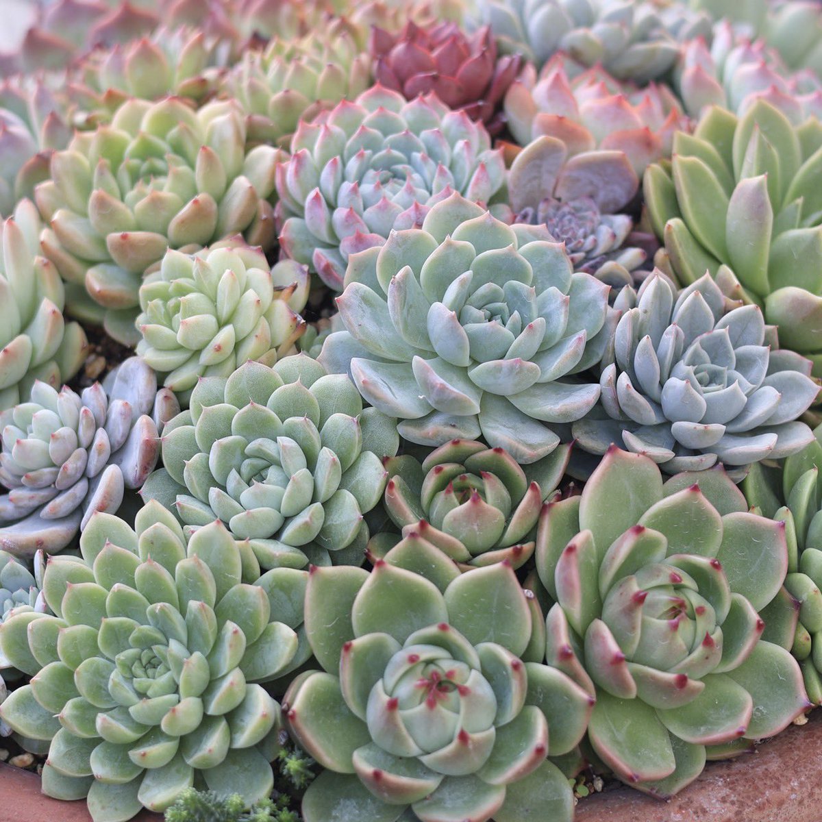 多肉植物寄せ植え