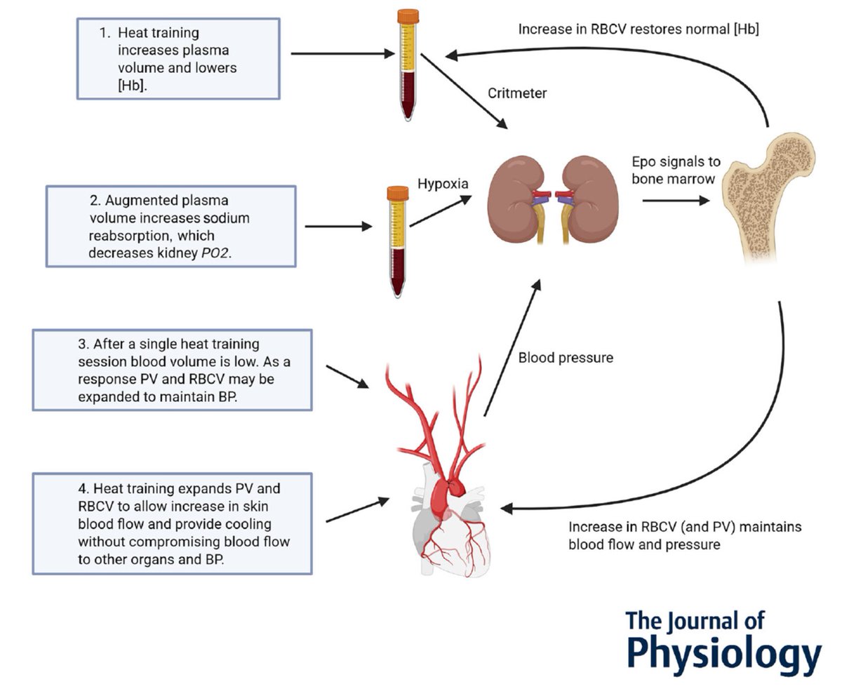 ENTRENAMIENTO EN ALTITUD Y CALOR: DOS CAMINOS HACIA LA MEJORA DEL RENDIMIENTO AERÓBICO El entrenamiento en calor puede aumentar de forma consistente la masa de hemoglobina y mantener las adaptaciones logradas en altitud, ofreciendo una alternativa práctica y eficaz para optimizar