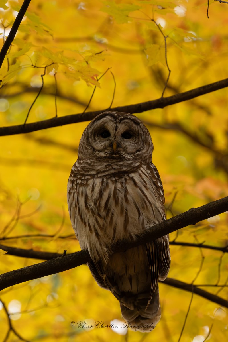 CSDCPhoto's tweet image. An absolutely magical day in the wood with this Barred Owl.  I&apos;ve managed to get peak fall color here where every thing turns yellow with a bird of prey 2 years in a row and I&apos;m very grateful for it!  There is 0 color editing on these, only sharpness and noise reduction and I…