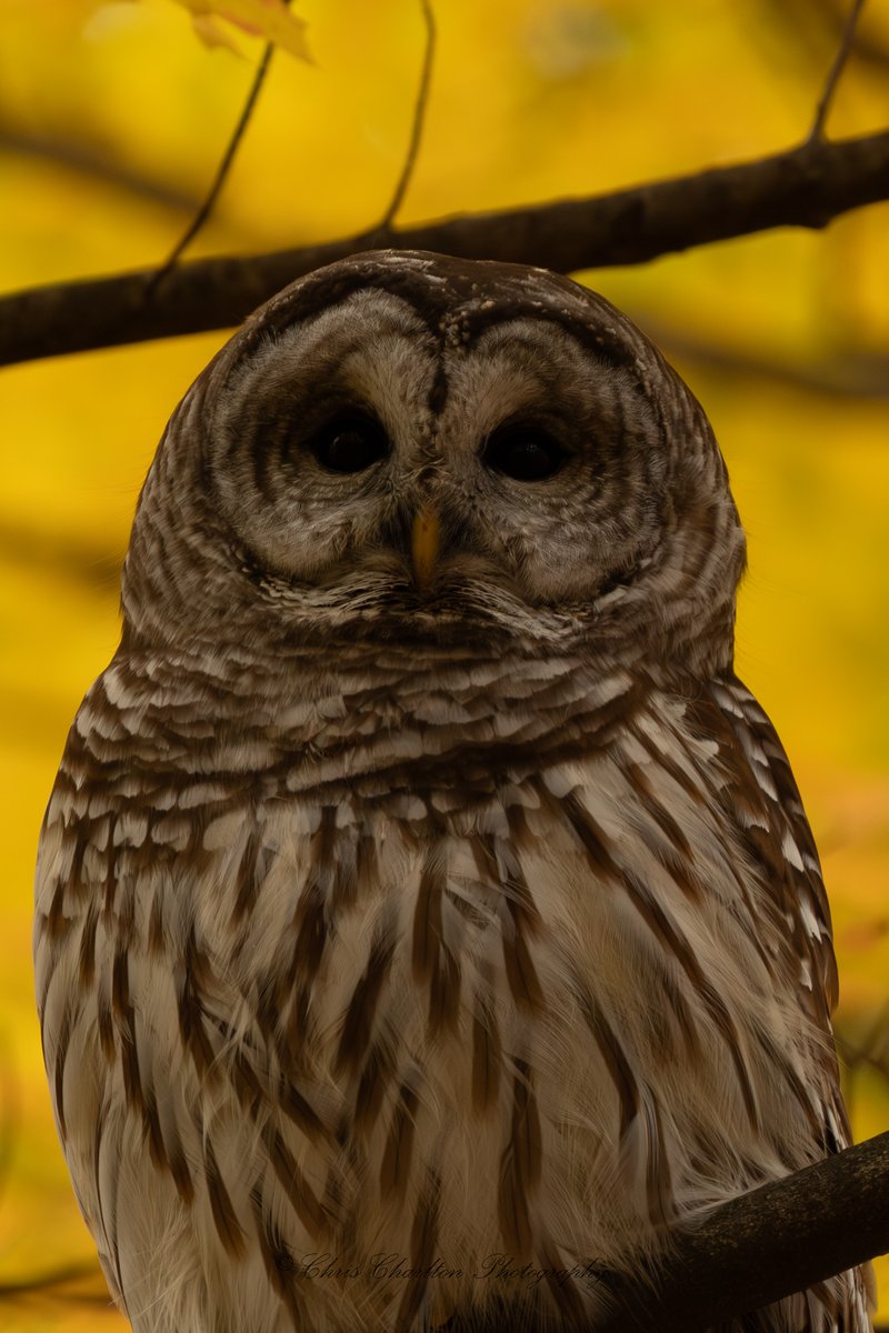 CSDCPhoto's tweet image. An absolutely magical day in the wood with this Barred Owl.  I&apos;ve managed to get peak fall color here where every thing turns yellow with a bird of prey 2 years in a row and I&apos;m very grateful for it!  There is 0 color editing on these, only sharpness and noise reduction and I…