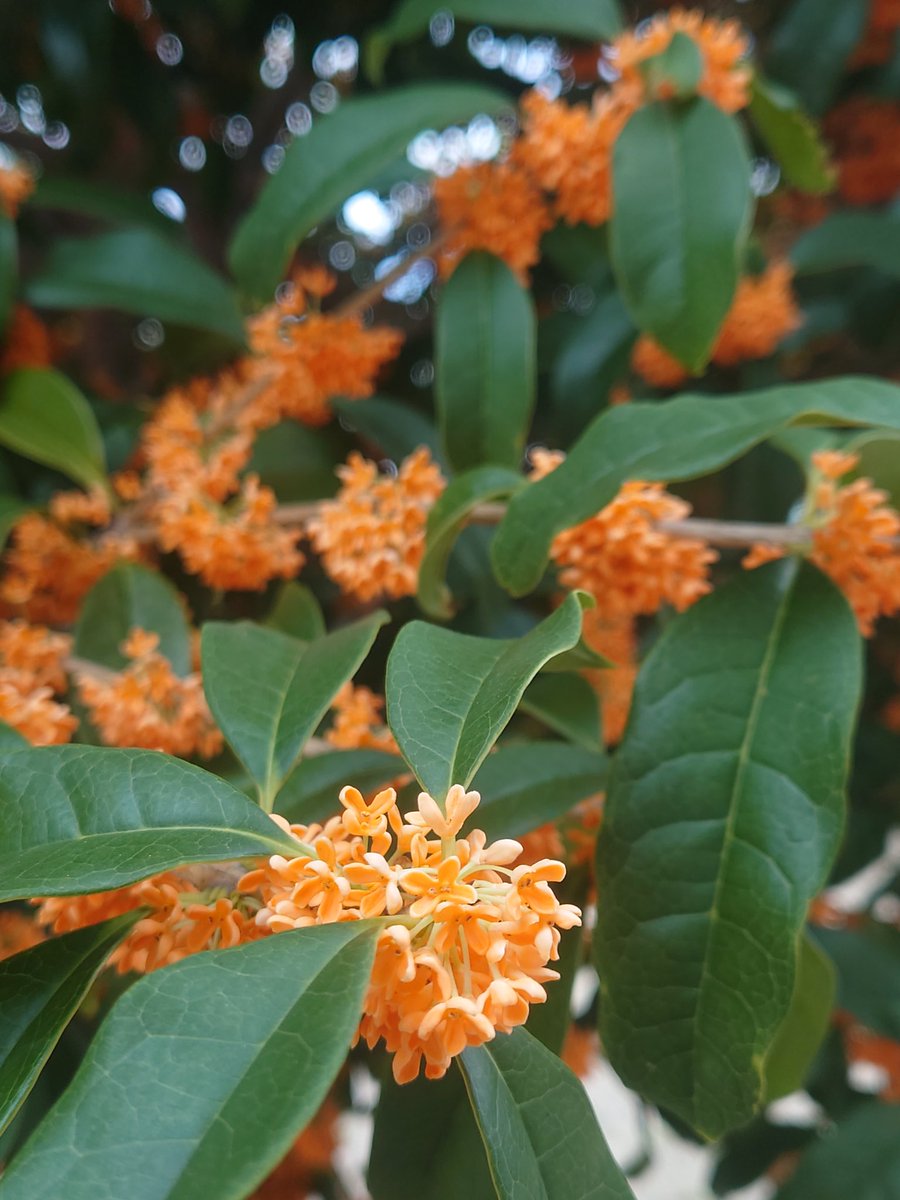 金木犀かわいい