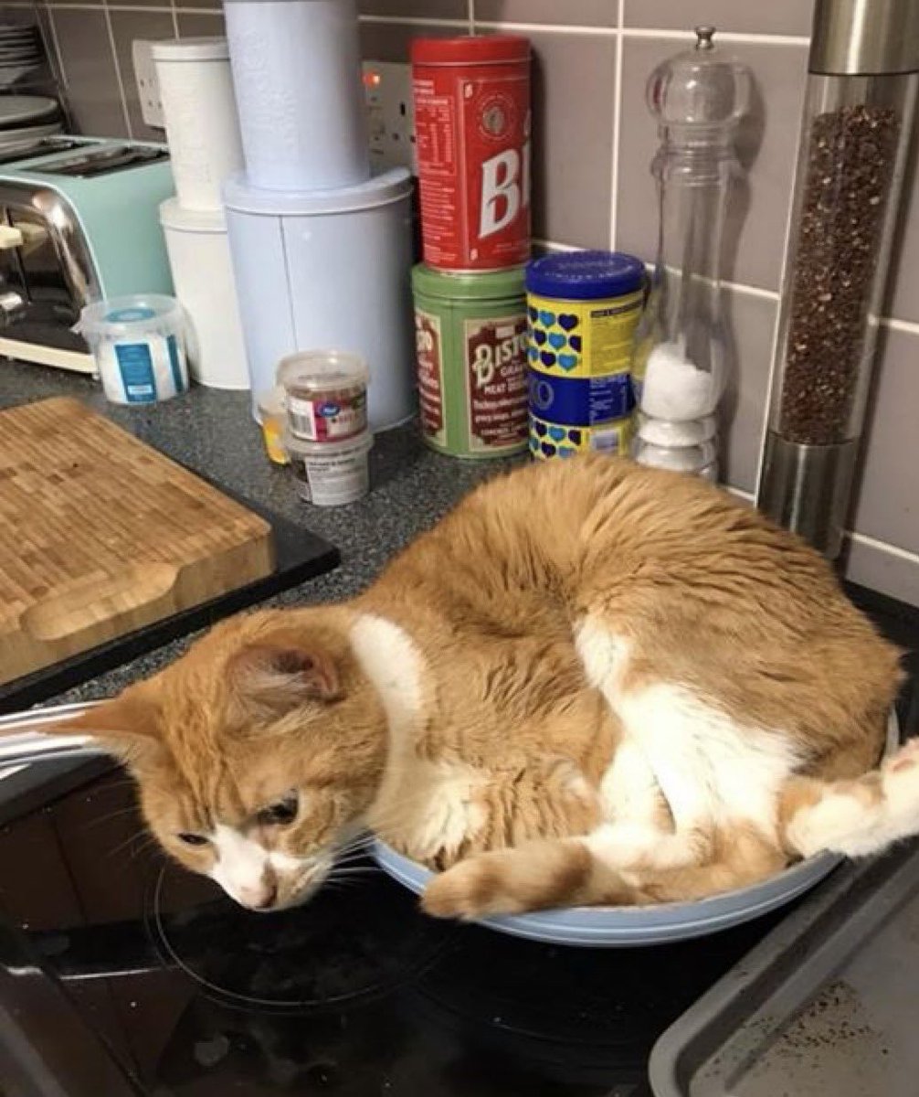 UnitOrange's tweet image. Orange Unit wonders what’s cooking for dinner tonight.