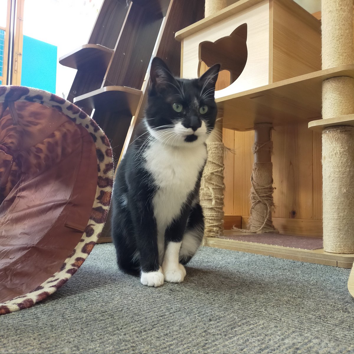 aizu_megoneko's tweet image. 2日間の猫休日明けの水曜日
#會津めごねこ 営業中です

秋空が広がります
#今夜は満月
#スーパームーン
３割増の輝き🌟だそうです

月が昇る時間までめごい猫と過ごしませんか❤

#11匹のめごい猫に逢いに来てね
#触れ合える猫カフェ
#猫休日
#11月も不定休
#9日は営業
#固定ポスト見てね
#会津 ＃ca