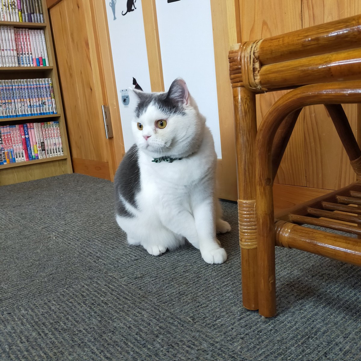 aizu_megoneko's tweet image. 2日間の猫休日明けの水曜日
#會津めごねこ 営業中です

秋空が広がります
#今夜は満月
#スーパームーン
３割増の輝き🌟だそうです

月が昇る時間までめごい猫と過ごしませんか❤

#11匹のめごい猫に逢いに来てね
#触れ合える猫カフェ
#猫休日
#11月も不定休
#9日は営業
#固定ポスト見てね
#会津 ＃ca