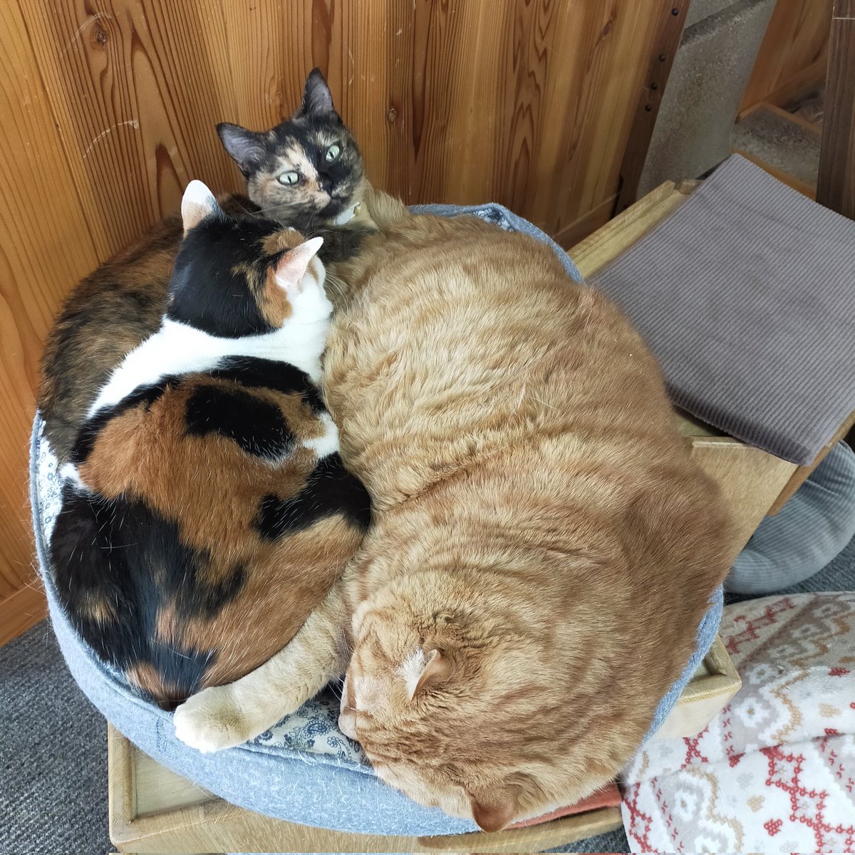 aizu_megoneko's tweet image. 2日間の猫休日明けの水曜日
#會津めごねこ 営業中です

秋空が広がります
#今夜は満月
#スーパームーン
３割増の輝き🌟だそうです

月が昇る時間までめごい猫と過ごしませんか❤

#11匹のめごい猫に逢いに来てね
#触れ合える猫カフェ
#猫休日
#11月も不定休
#9日は営業
#固定ポスト見てね
#会津 ＃ca