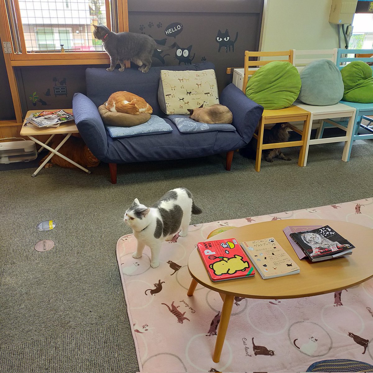 aizu_megoneko's tweet image. 2日間の猫休日明けの水曜日
#會津めごねこ 営業中です

秋空が広がります
#今夜は満月
#スーパームーン
３割増の輝き🌟だそうです

月が昇る時間までめごい猫と過ごしませんか❤

#11匹のめごい猫に逢いに来てね
#触れ合える猫カフェ
#猫休日
#11月も不定休
#9日は営業
#固定ポスト見てね
#会津 ＃ca