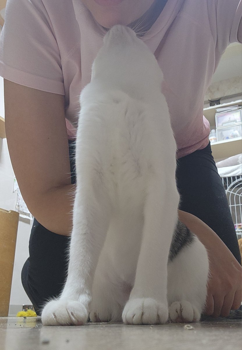 猫ちゃん 6107-27-