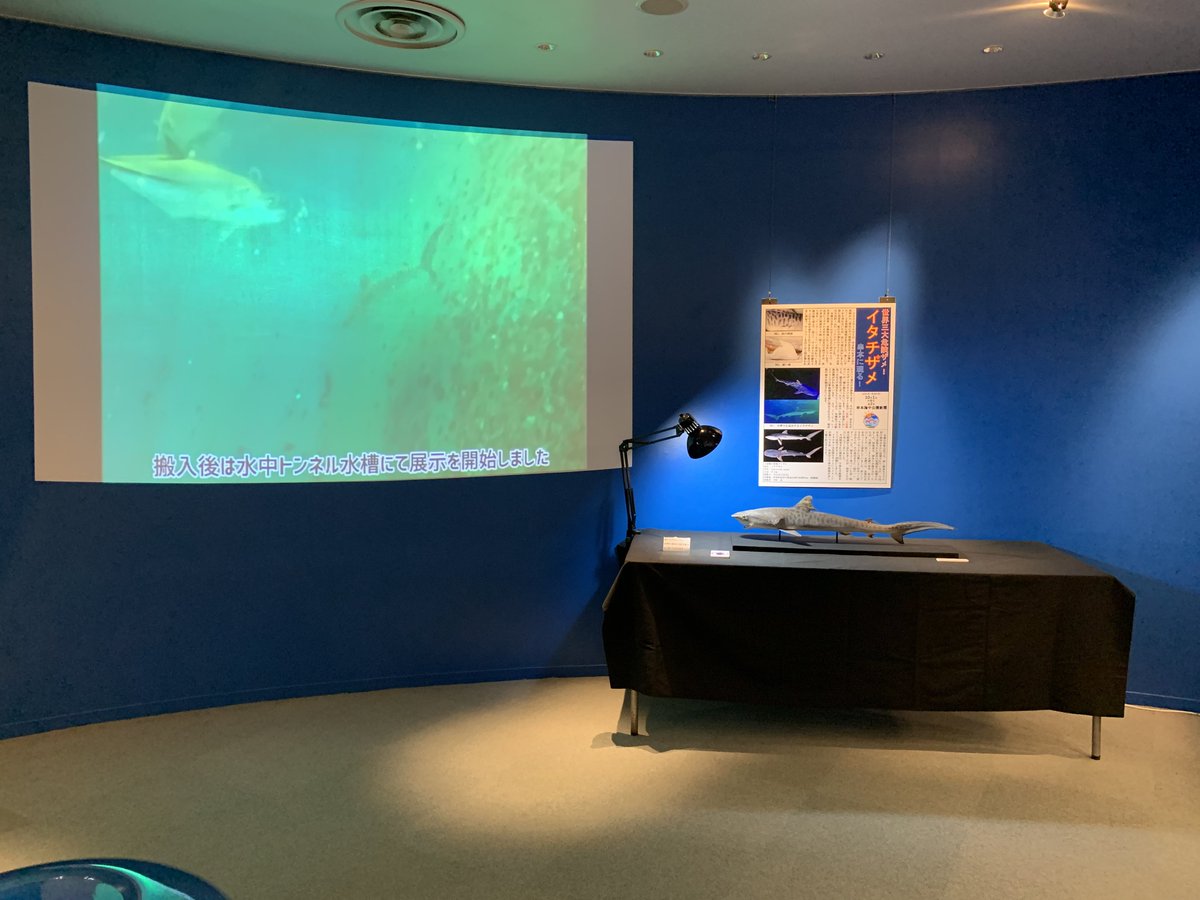 タイガーシャーク！🦈