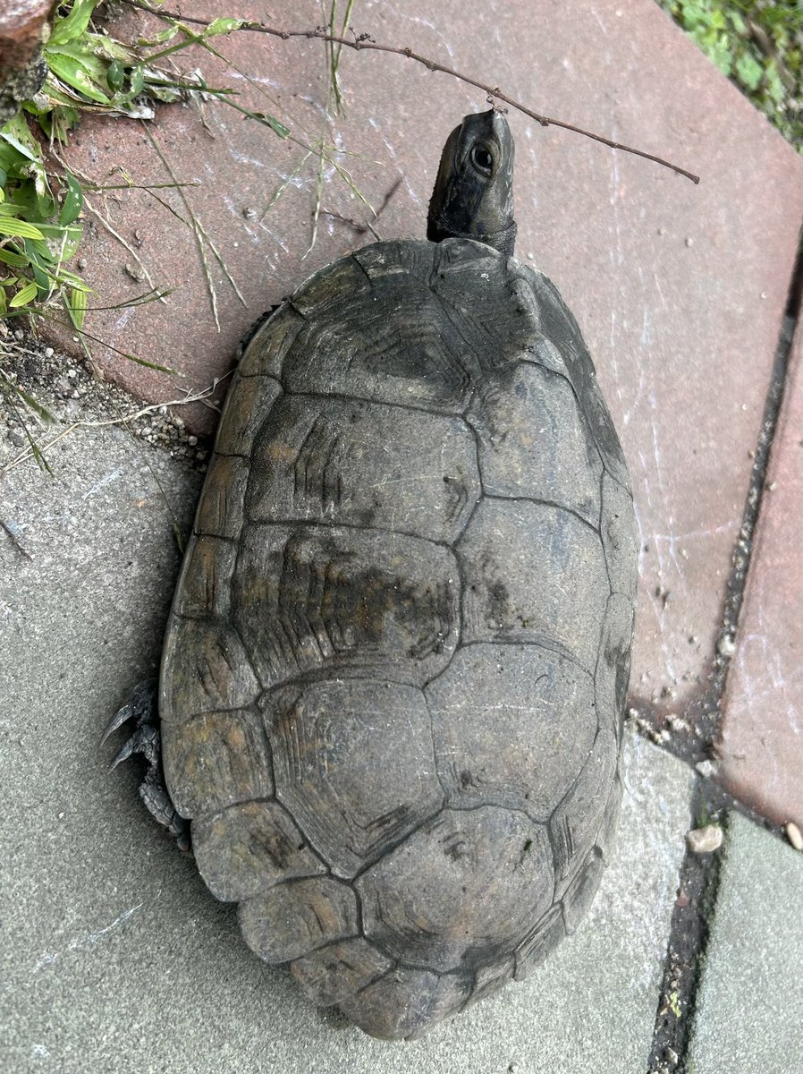 カメちゃん かめつき🐢 (@KameMoon9) / Posts / X