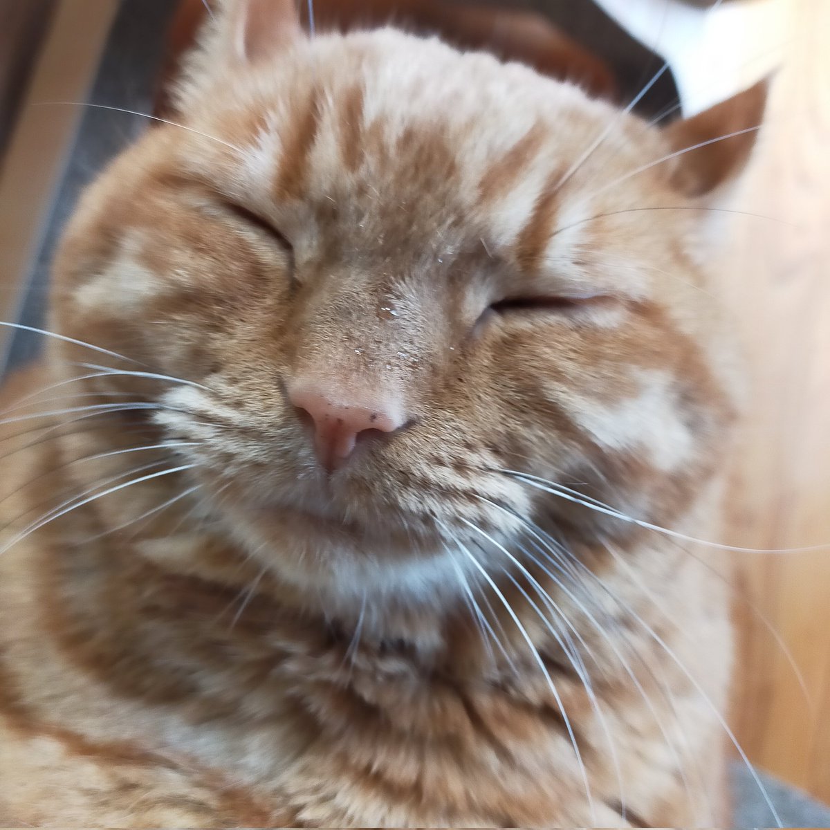 aizu_megoneko's tweet image. 満月のようにまん丸なお顔
めごねこのスーパームーンです✨✨✨

#會津めごねこ #との 
#キンカロー 
#スーパームーン