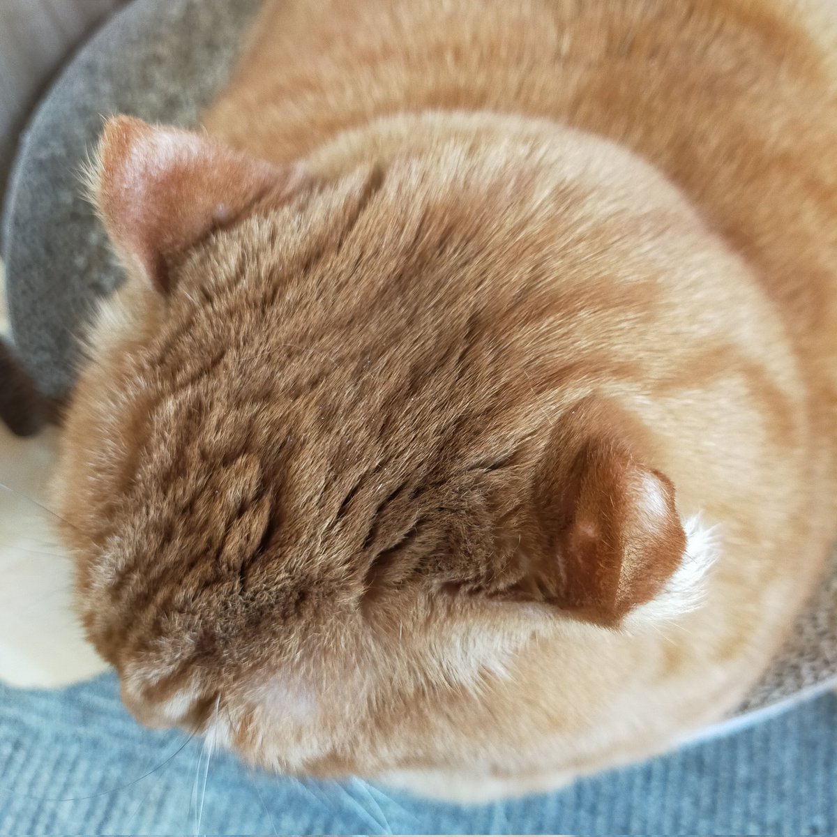 aizu_megoneko's tweet image. 満月のようにまん丸なお顔
めごねこのスーパームーンです✨✨✨

#會津めごねこ #との 
#キンカロー 
#スーパームーン