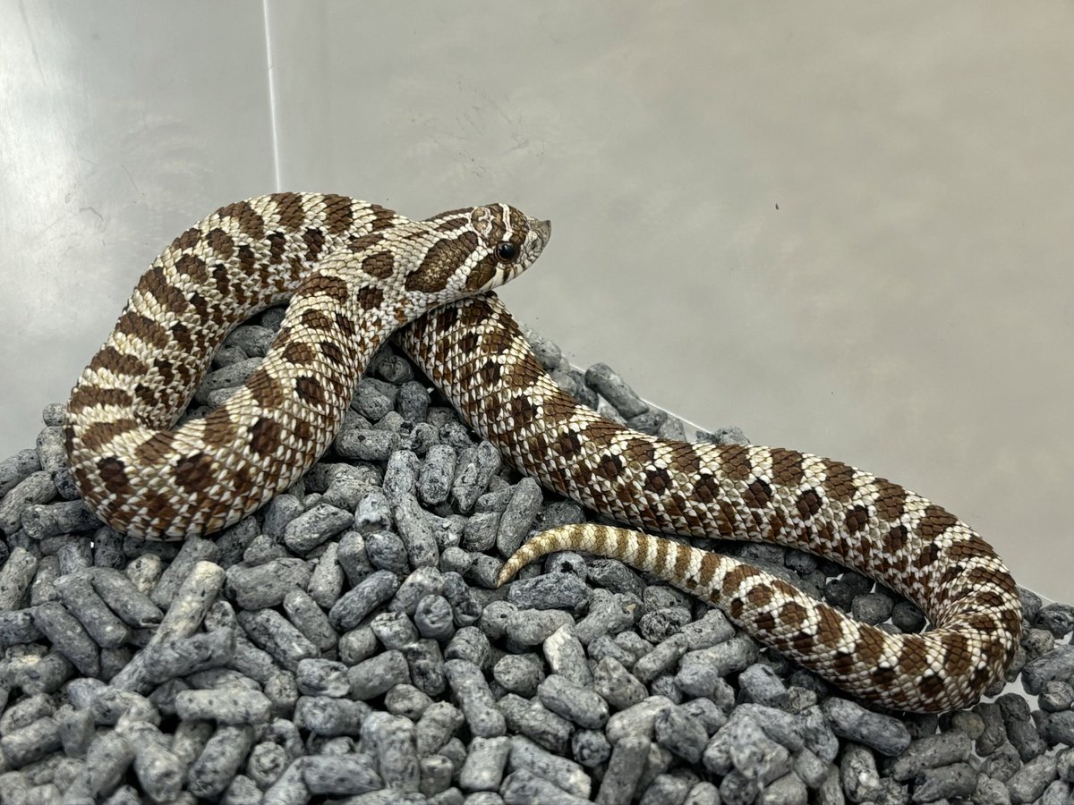 爬虫類倶楽部中野本店 本アカウント on X