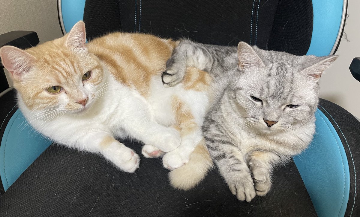 君たち仲良しやね🐈🐈 今からお仕事ですよ〜