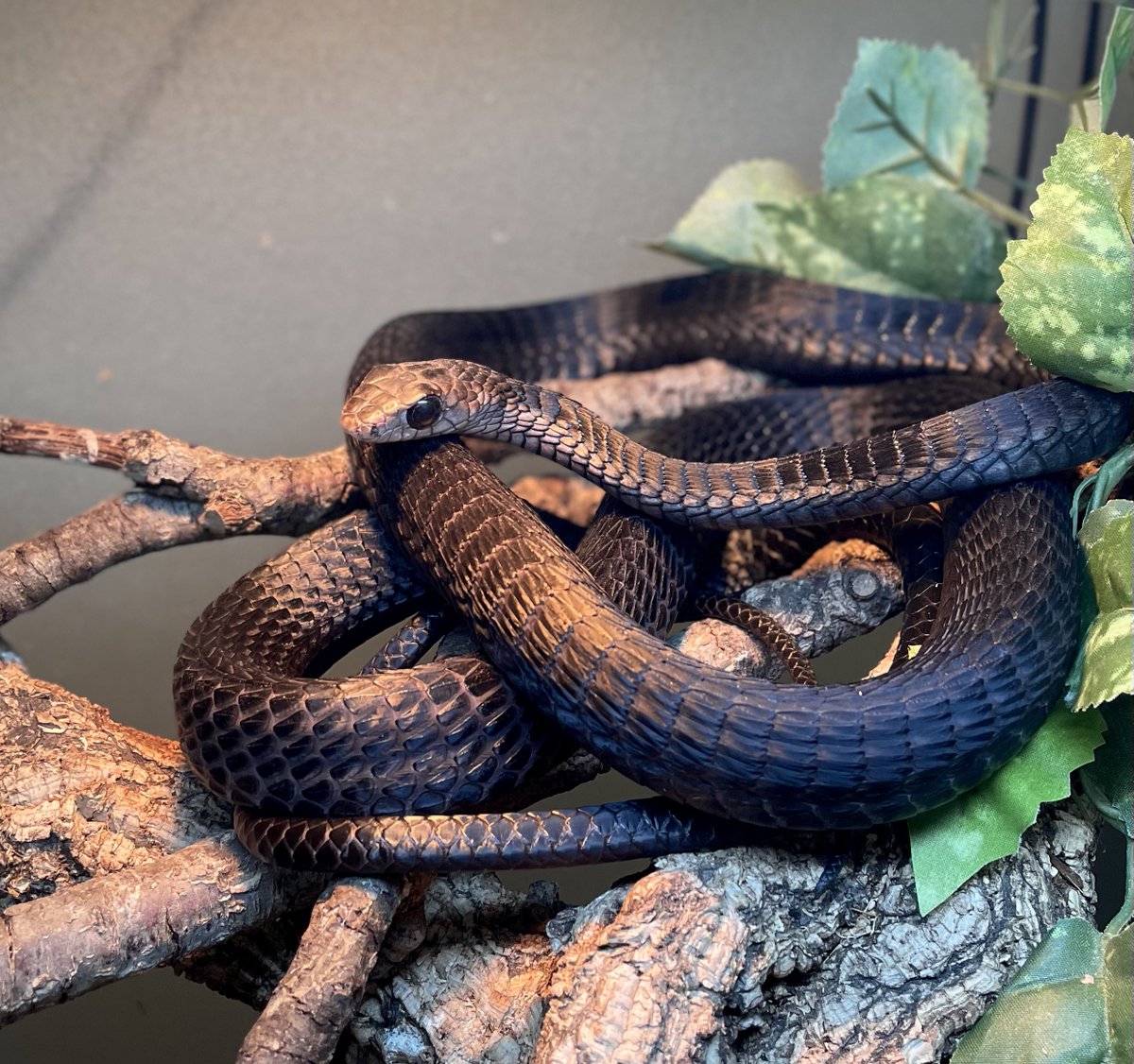 いちごみるくうさぽにゅてゃ on X