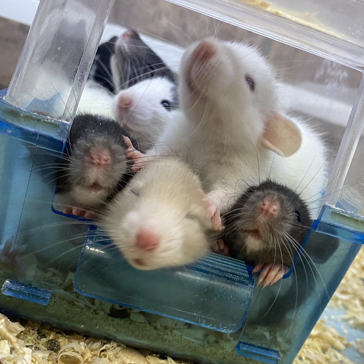 爬虫類/エキゾチックアニマル専門店 PROP on X