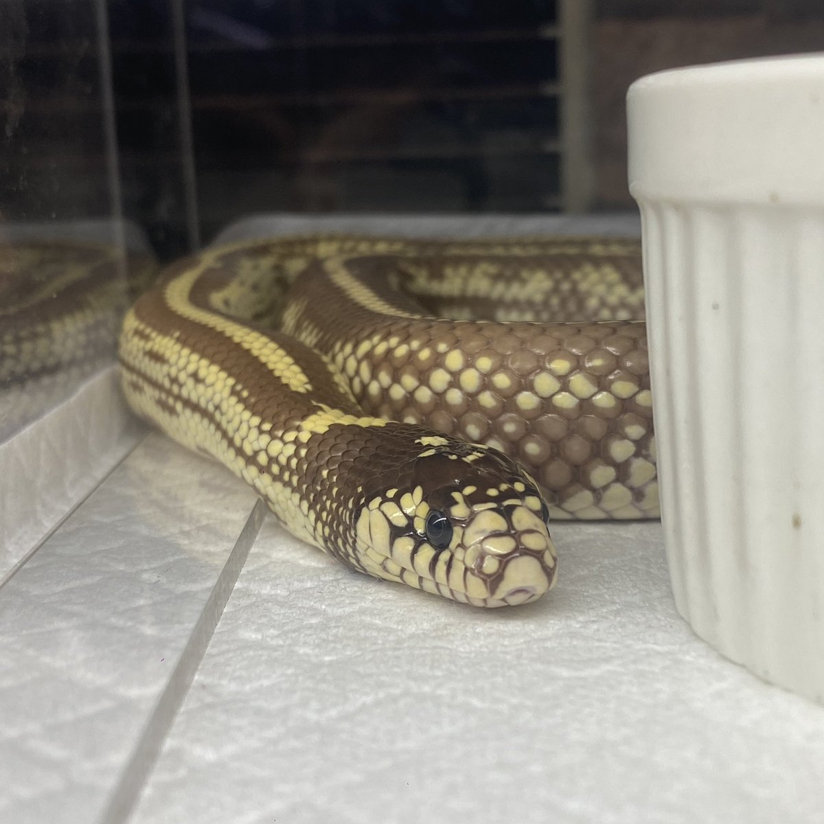 爬虫類/エキゾチックアニマル専門店 PROP on X