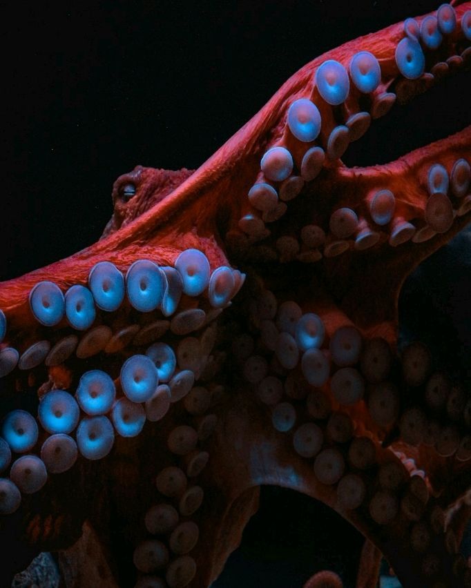 BlazingMinds's tweet image. Fun Fact Friday! Did you know octopuses have three hearts and can change color to blend in? 🐙 Drop a wild fact you know in the comments! 🤯 #FunFactFriday