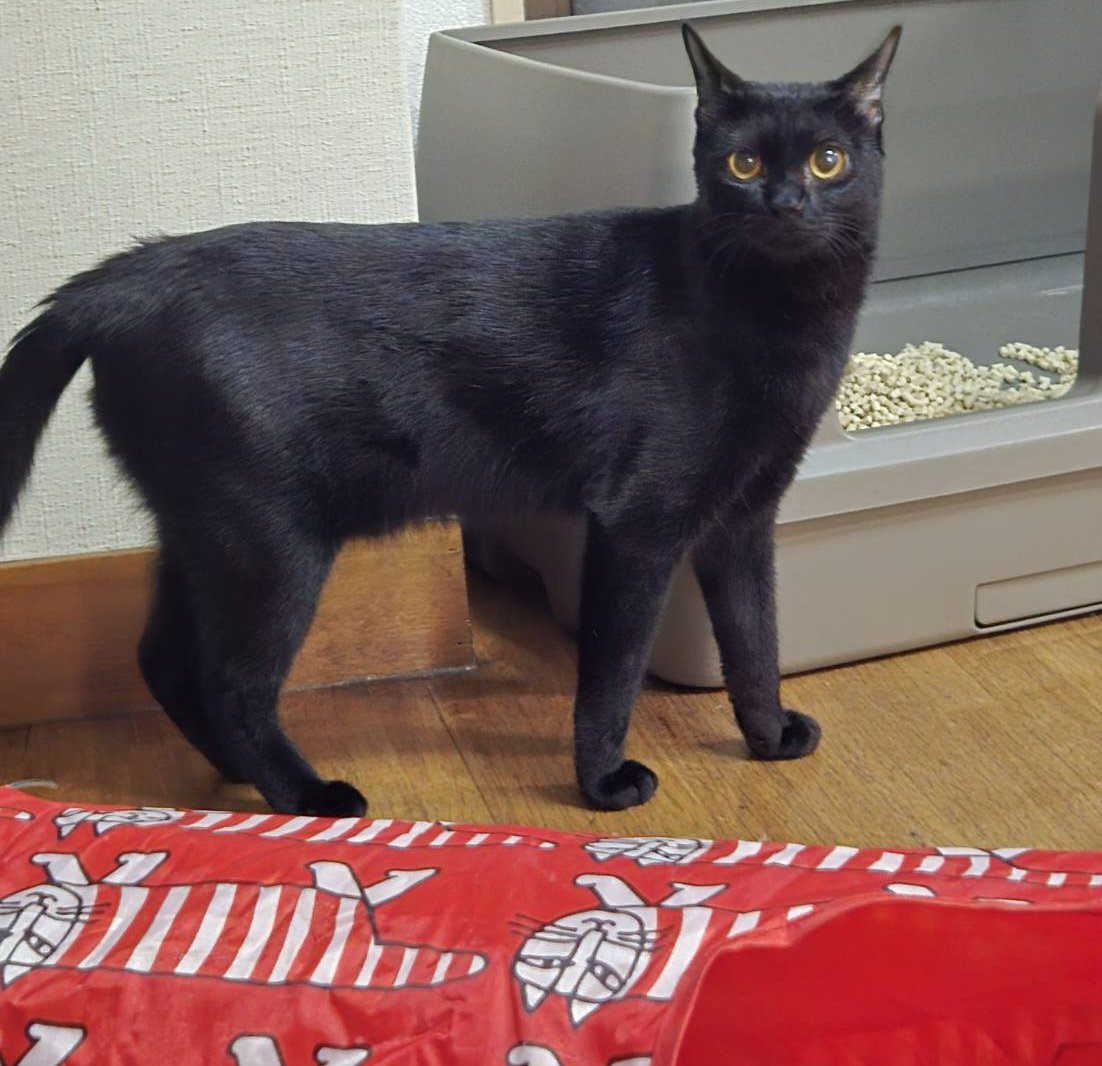 すーぐ邪魔する黒胡麻ちゃん！いつも小鉄君💩の時に限ってスリスリしにいくなんでた〜⁉️大きくなったな黒胡麻ちゃん(kaz)