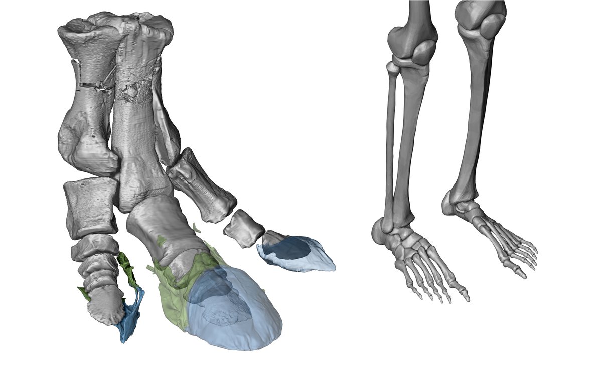 El estudio de dos ejemplares momificados de #Edmontosaurus ofrece nuevas claves sobre la preservación de tejidos blandos en el registro #fósil. Nuevo artículo publicado en <a href="/ScienceMagazine/">Science Magazine</a>: 

▶️ godzillin.blogspot.com/2025/10/el-est…
#Cretaceous #dinosaur #anatomy #mummification