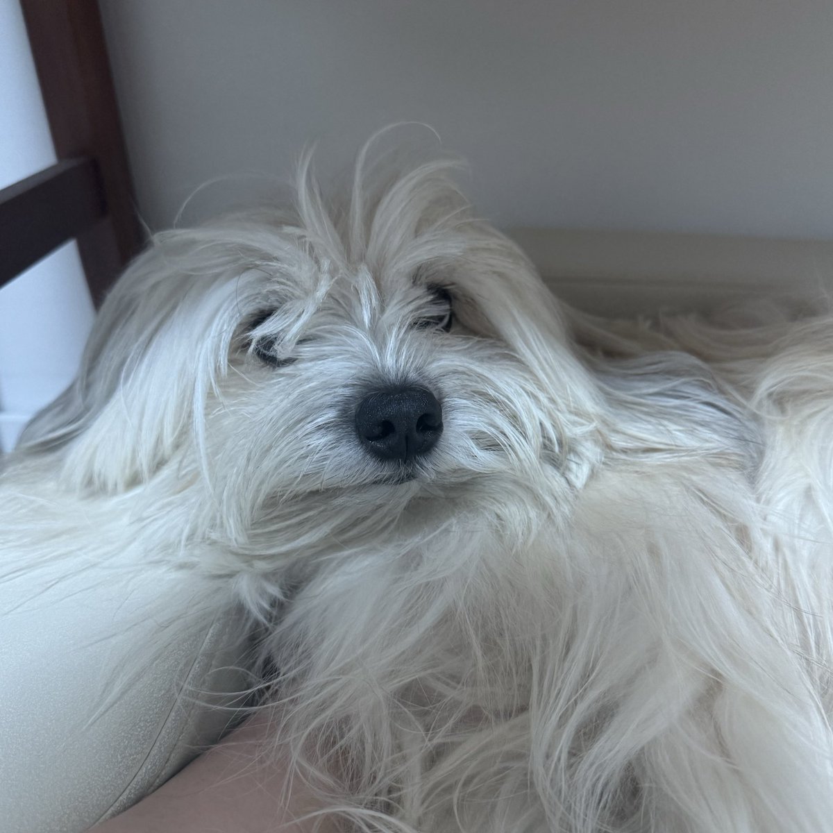 요즘 아는언니가 자꾸 강아지란 종이 맞냐고(농담) 그래서 장산범 새끼인데 공개적으로 말하면 잡혀가서 개로 살고있는거라고 하고있음