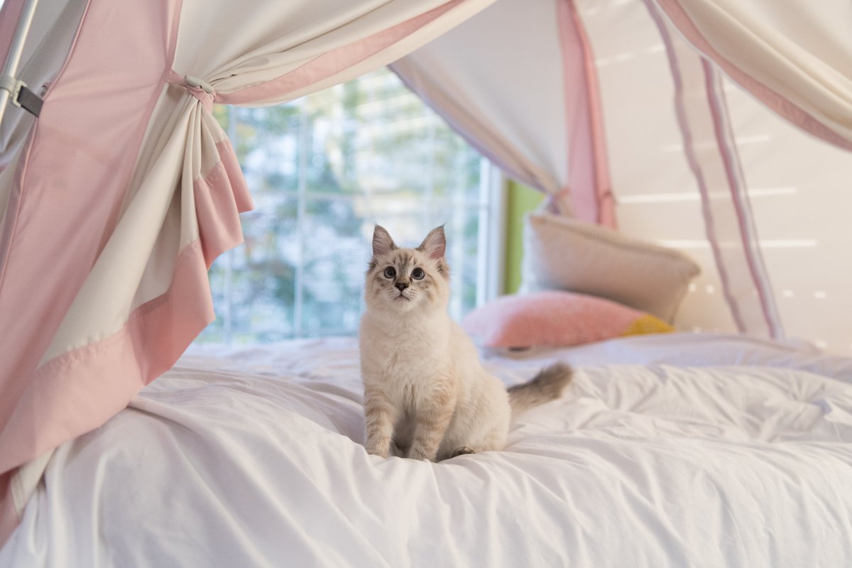 ／
本日５のつく日
＆
お買い物マラソン開催中
＼

さらに‼暖房テントが数量限定で特別価格に☀
rakuten.ne.jp/gold/tentya/id…

#保温 #保湿 #電気代節約 #節約術 #快眠 #温活 #在宅ワーク #キッズテント #プレゼント #猫のいる暮らし #韓国 #절약