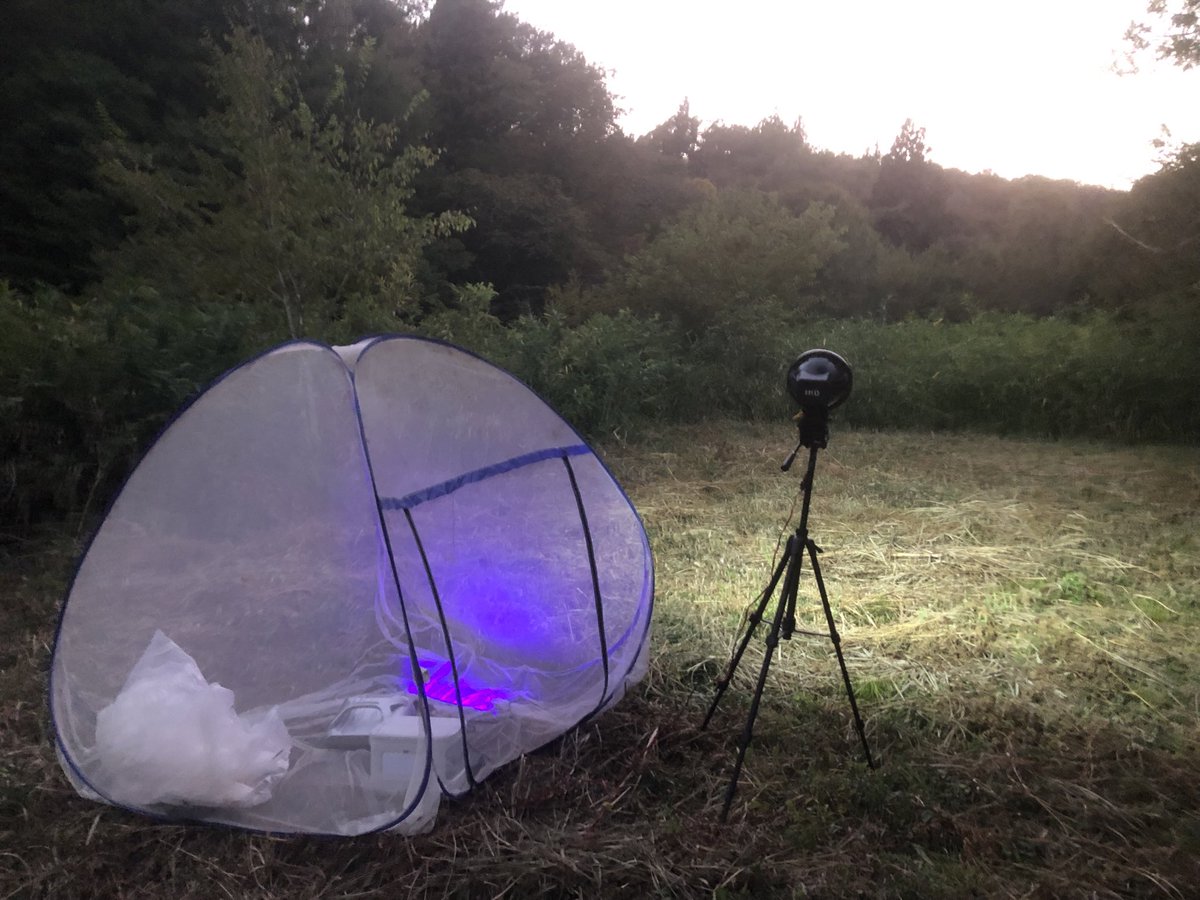 ぽぽ へほ adidas x Kawasaki ZX 5K Boost Kawasaki (Black) GW3359