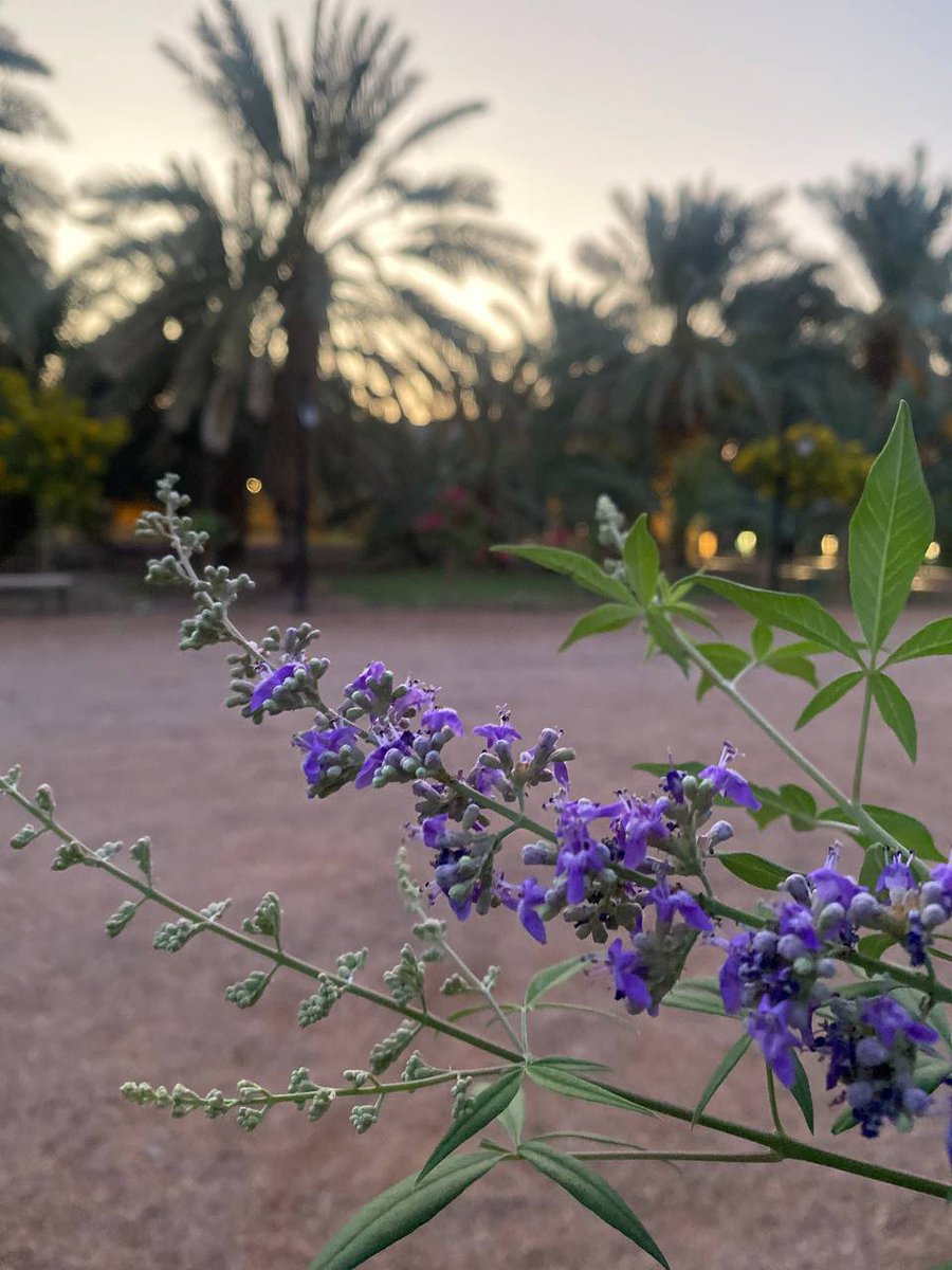 #يوم_الجمعه
اللهم في يوم الجمعه أستودعك روحاً عزيزة في روحي اللهم أكرم مثواه واجعله من أسياد أهل الجنّة اللهم اجعل فقيدي في صحبة المُصطفى العدنان والسّلف الكِرام و بشره بالجنة و النعيم يا رحمن يا رحيم.