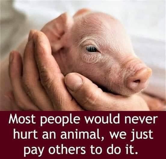 When you eat fish, meat, dairy, or eggs you are harming and killing animals by proxy.

I thought you should know that.

Make better choices🌱 🙏