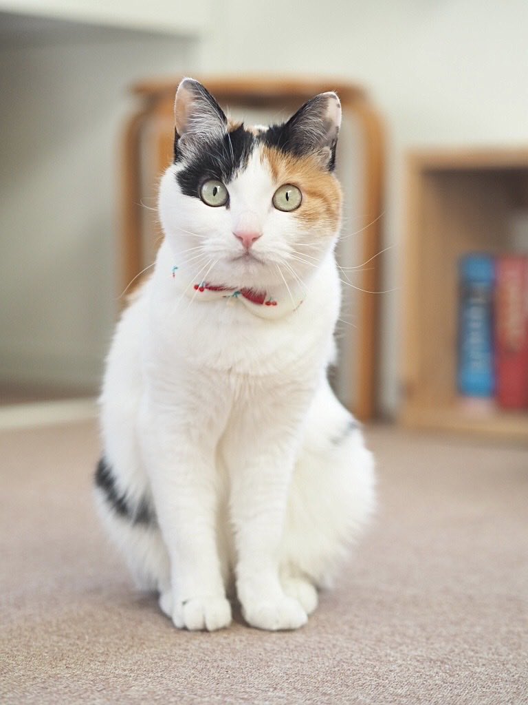 毛糸でじゃれてる♪虎猫ちゃん みとら🕊 on X