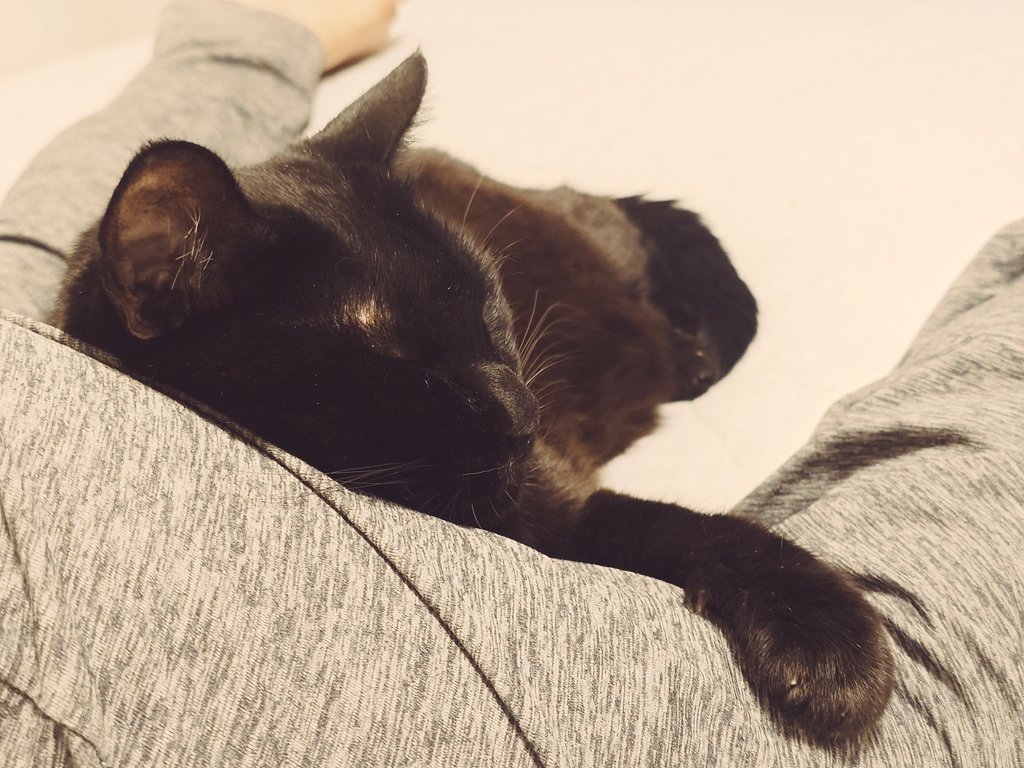 未だに接触冷感の敷布団カバーを使用してたのだが、最近急激に寒くなり冷感アタックが強すぎて寝冷えするのでさすがに交換したwニャンさんも満足らしく、私のケツ枕で爆睡しちゃってます🐈‍⬛💤