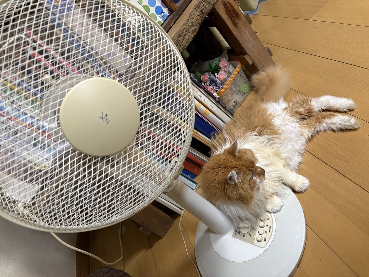 笑美子＊🌷 on X