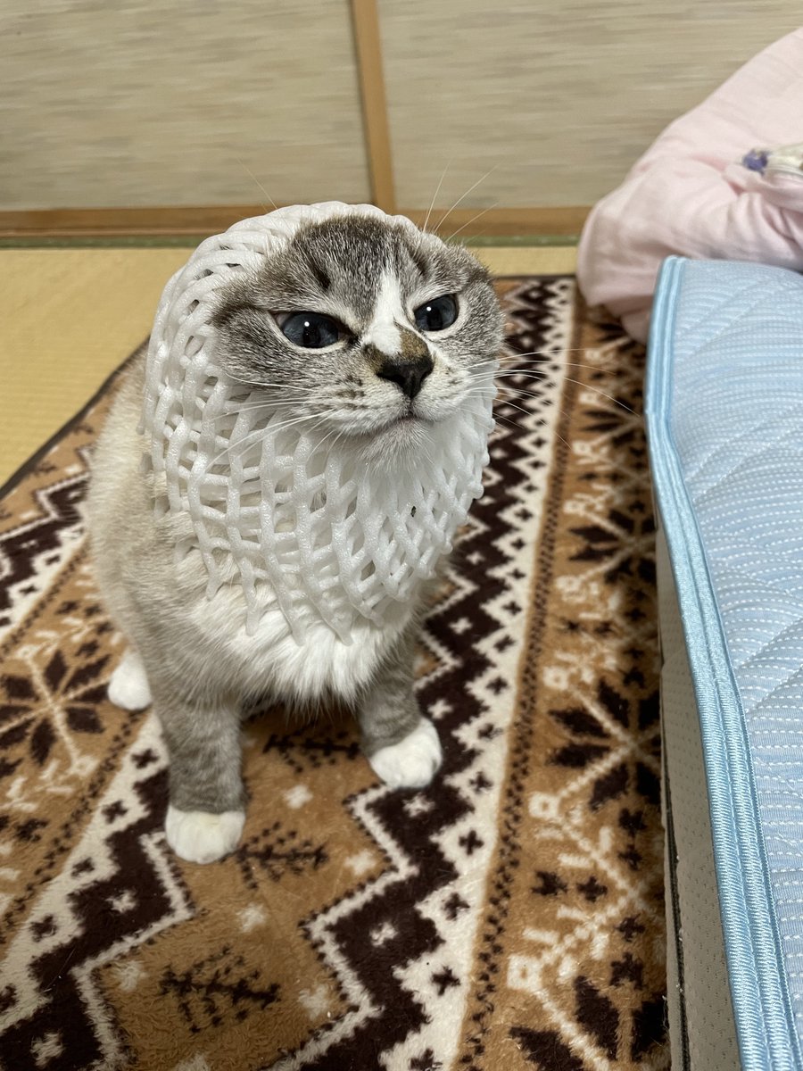 これのゆんぼうはこれね