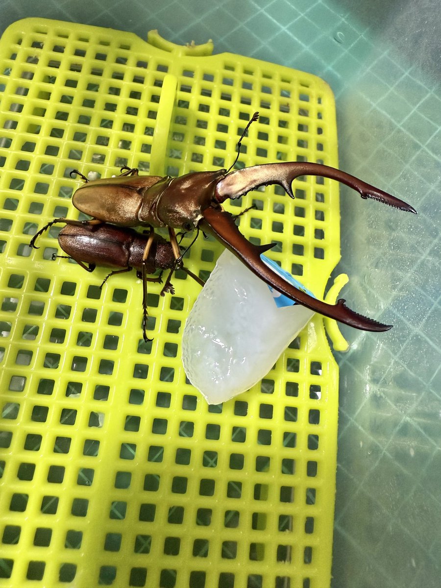 印籠と木彫キノコ根付　44g 東Y7-0918⭐︎2Fタエサ 印籠と木彫キノコ根付 44g 東Y7-0918⭐︎2Fタエサ 蛇木彫根付 文化