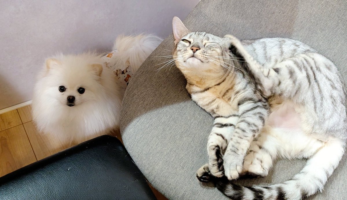 おこめ屋 (@chimaki0328) / Posts / X