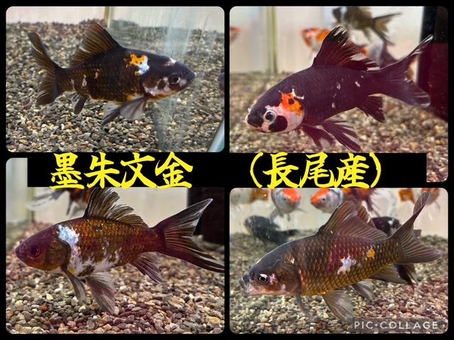 ペットショップCOLORS on X