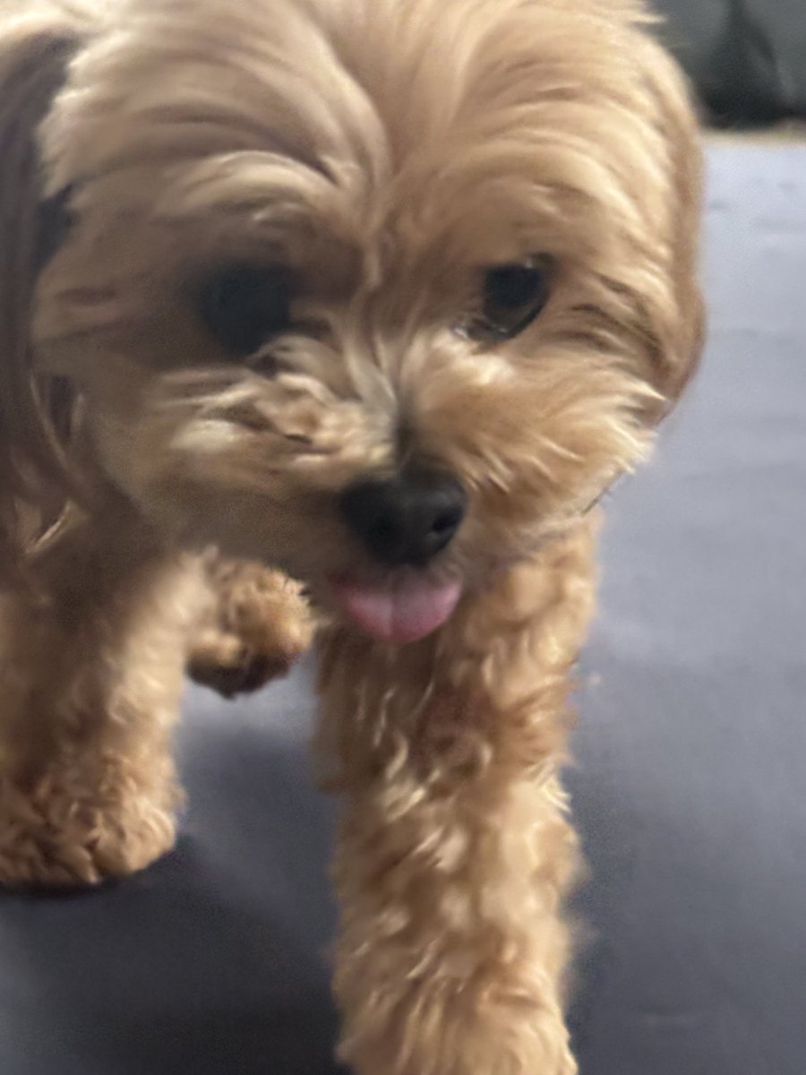 ぺろぺろﾍﾟﾛﾍﾟﾛ