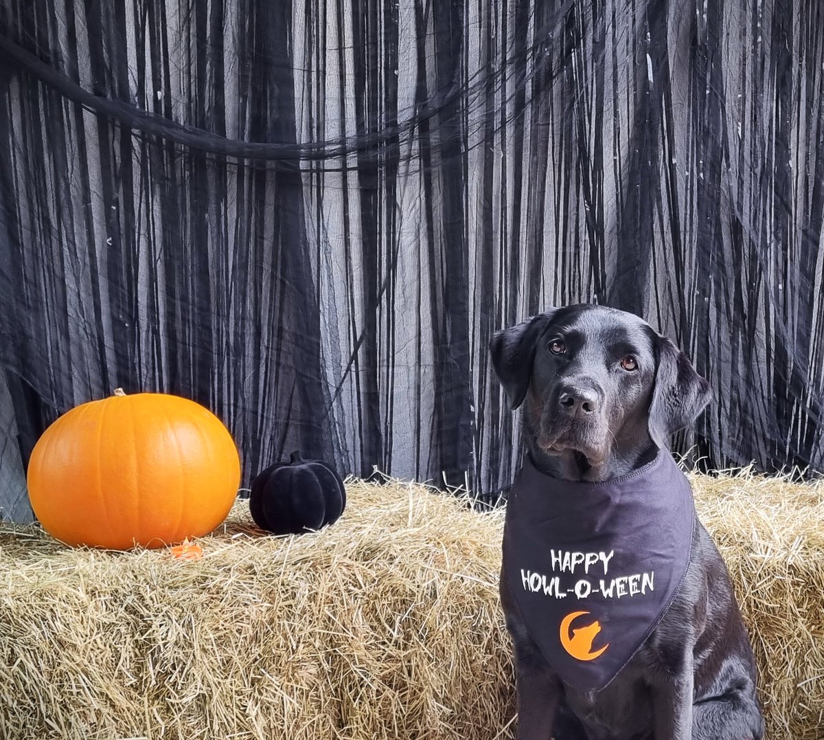 Natural_DogFood's tweet image. Keep Halloween fun (and safe) for your dog! From toxic sweets to spooky costumes and loud trick or treaters, there are plenty of hidden dangers. Read our top tips for a calm, happy dog this spooky season. 

 naturaldogfoodcompany.co.uk/blog/halloween/

#DogSafety
#HalloweenDogs
#PurdysAdventures