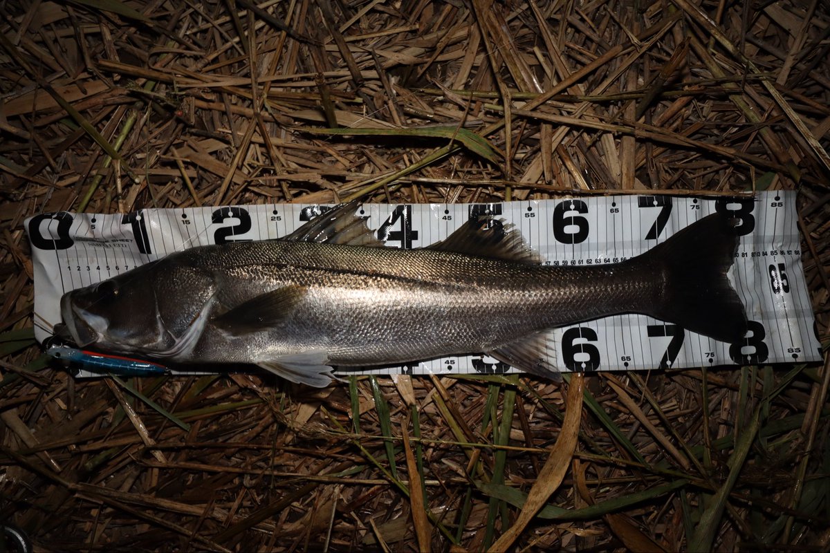 P*9様 WT216  1379 魚 置物 DAHL JEN kenji takahashi on X