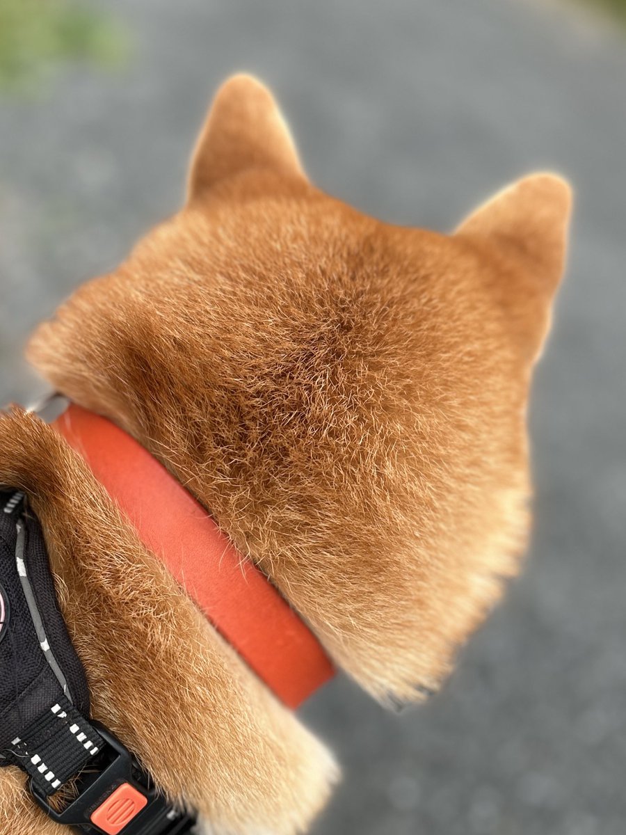 福ちゃん禄ちゃん on X