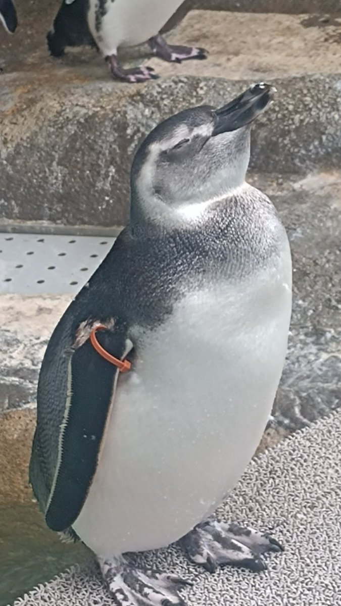 【ペンギンちゃん】COTOO ジャケット ペンギンちゃん】COTOO ジャケット ペンギンちゃん】COTOO