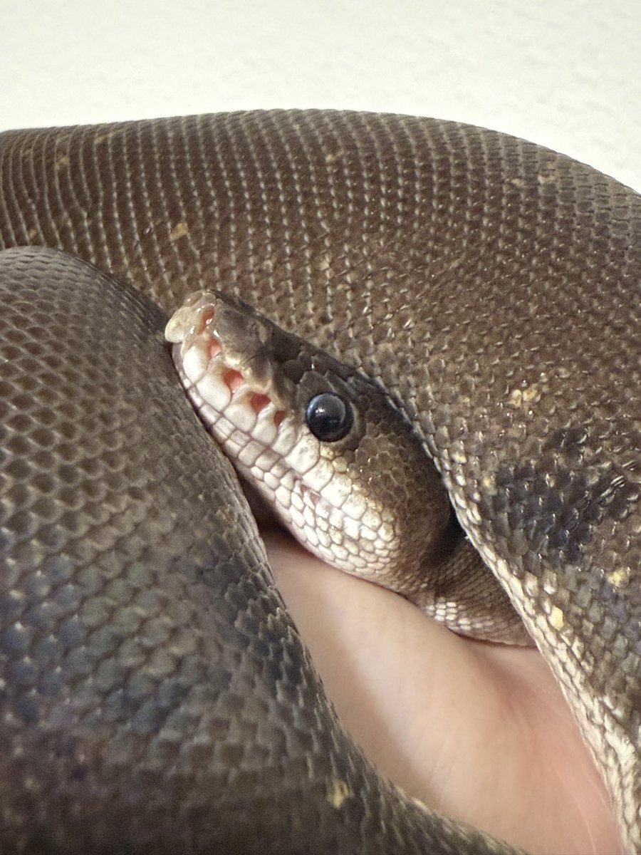 ballpython_s's tweet image. 人間は愚かなものです
特にお前