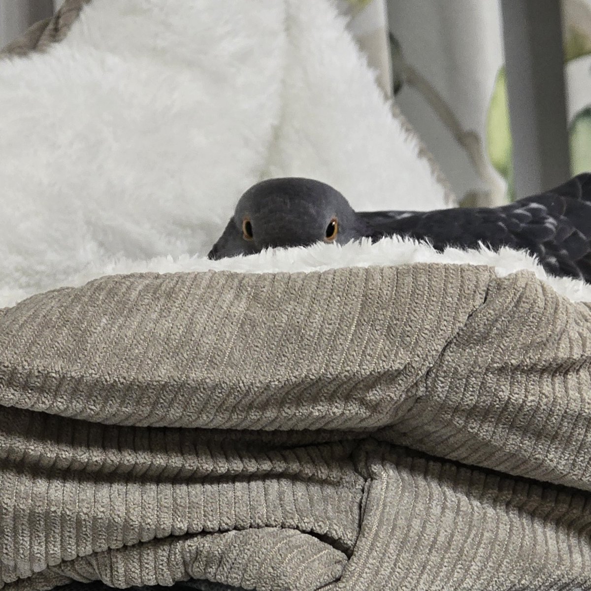 鳩を覗く時、鳩もこちらを覗いているのだ...