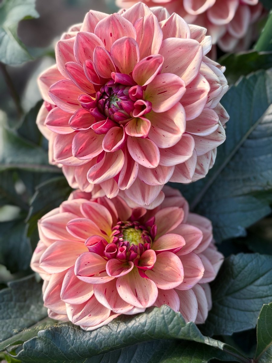 ☆花☆ 花v 花鳥56 4/20 発売！adidas Originals ZX 2K BOOST PURE “Hanami