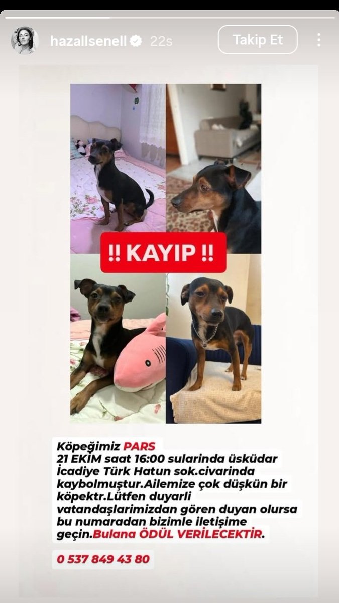 Leylaltn's tweet image. KAYIP🚨

İstanbul-Üsküdar-İcadiye&apos;de Türk Hatun Sokak civarında kaybolmuş.

Adı: #Pars

Gören bilen lütfen acilen güvene alıp ilandaki numarayı arasın
📲0537 849 43 80