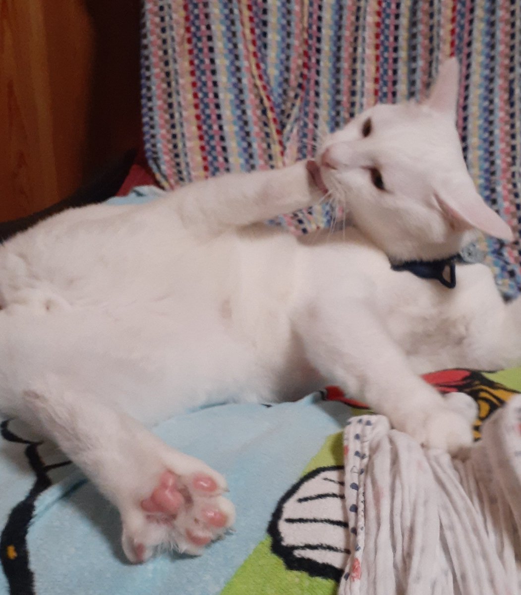 はるるん はるるん(はるはる11/26つーはる) on X