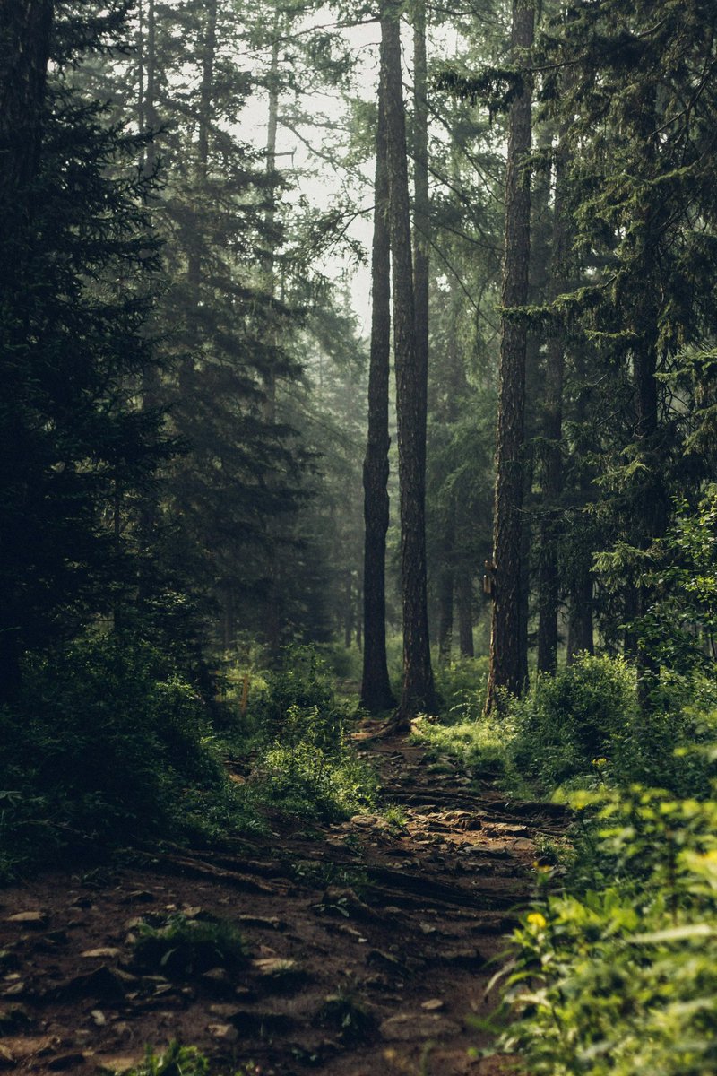 earthcurated's tweet image. The silence of a forest is full of peace.