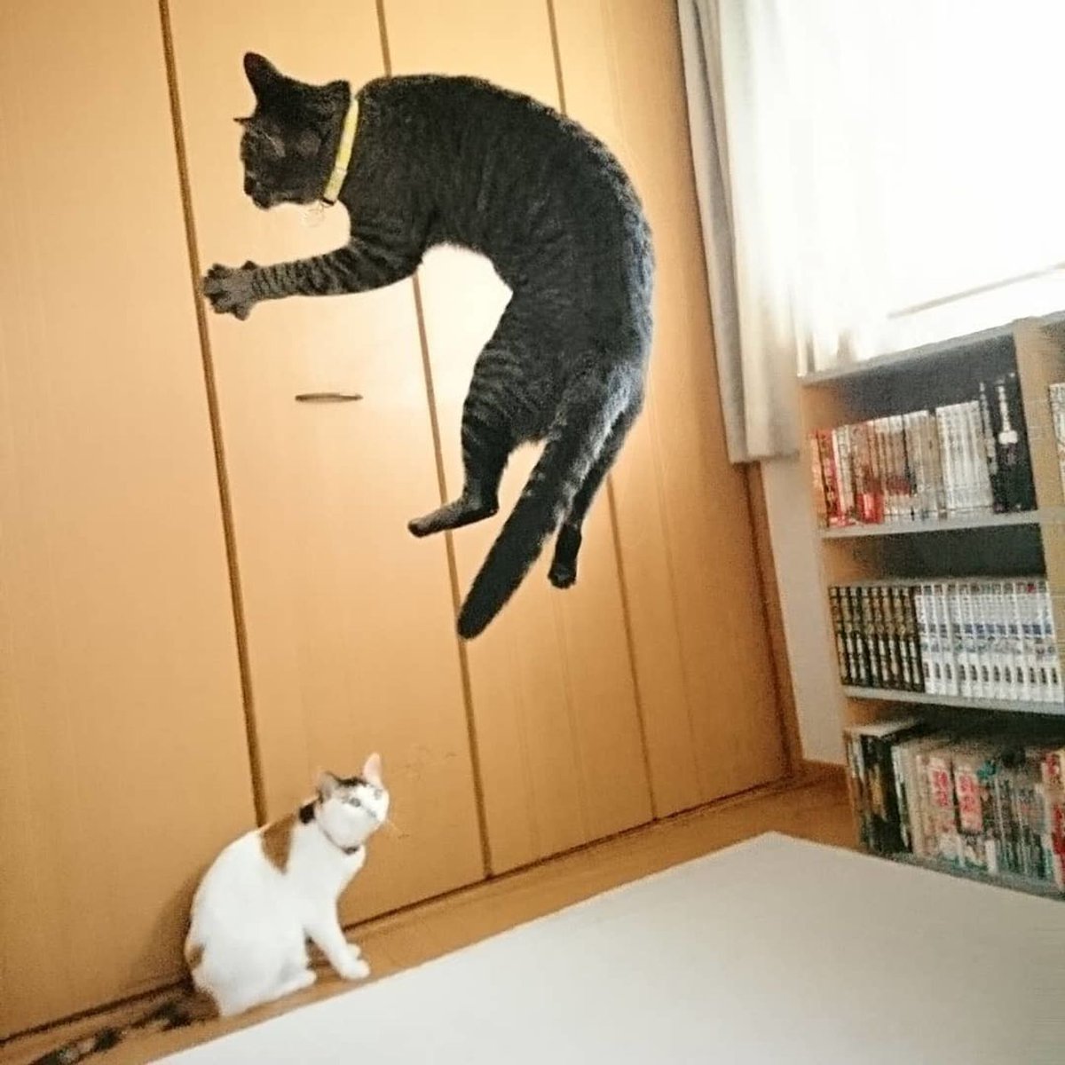 みりりん🐩 on X