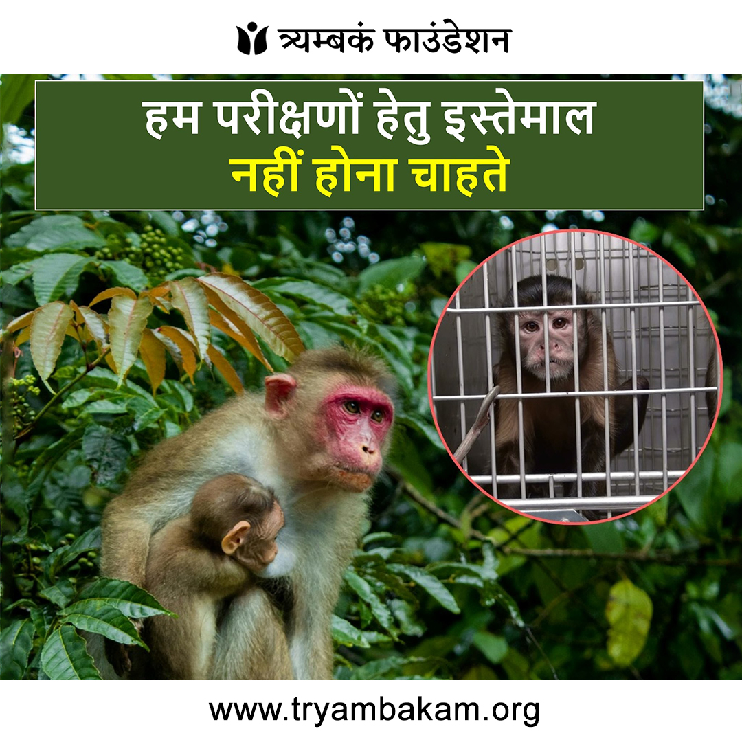 tryambakamindia's tweet image. &quot;जंगल उनकी असली दुनिया है, पिंजरा नहीं। 🐒💔 जानवरों को प्रयोग और मनोरंजन के लिए इस्तेमाल करना बंद करें।
#FreeTheAnimals #StopAnimalTesting #WildlifeProtection