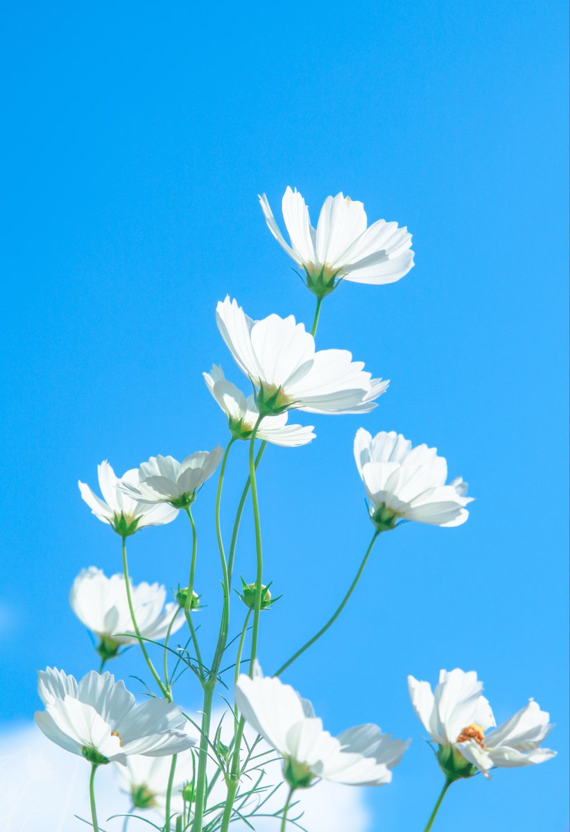 カラフル写真家Ayane.🌈 on X