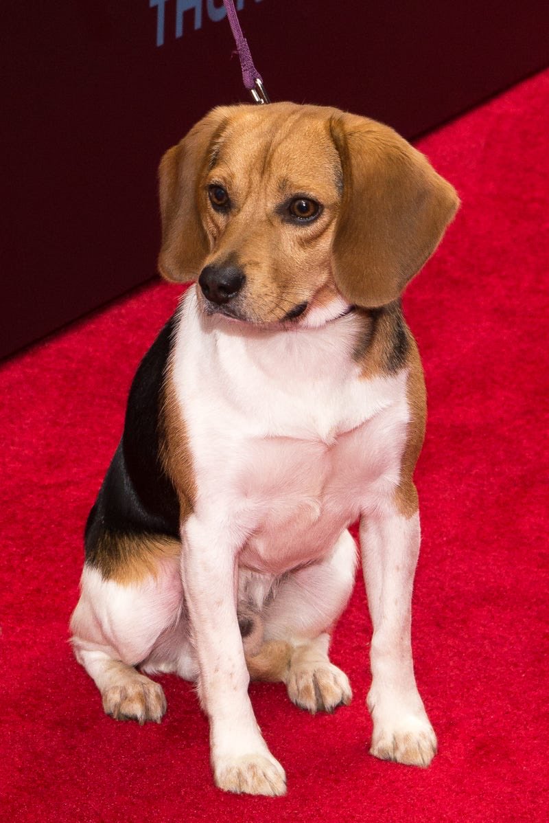 mulofon's tweet photo. @screentime This puppy started John Wick universe, how about that? https://t.co/4ztpycxbhd
